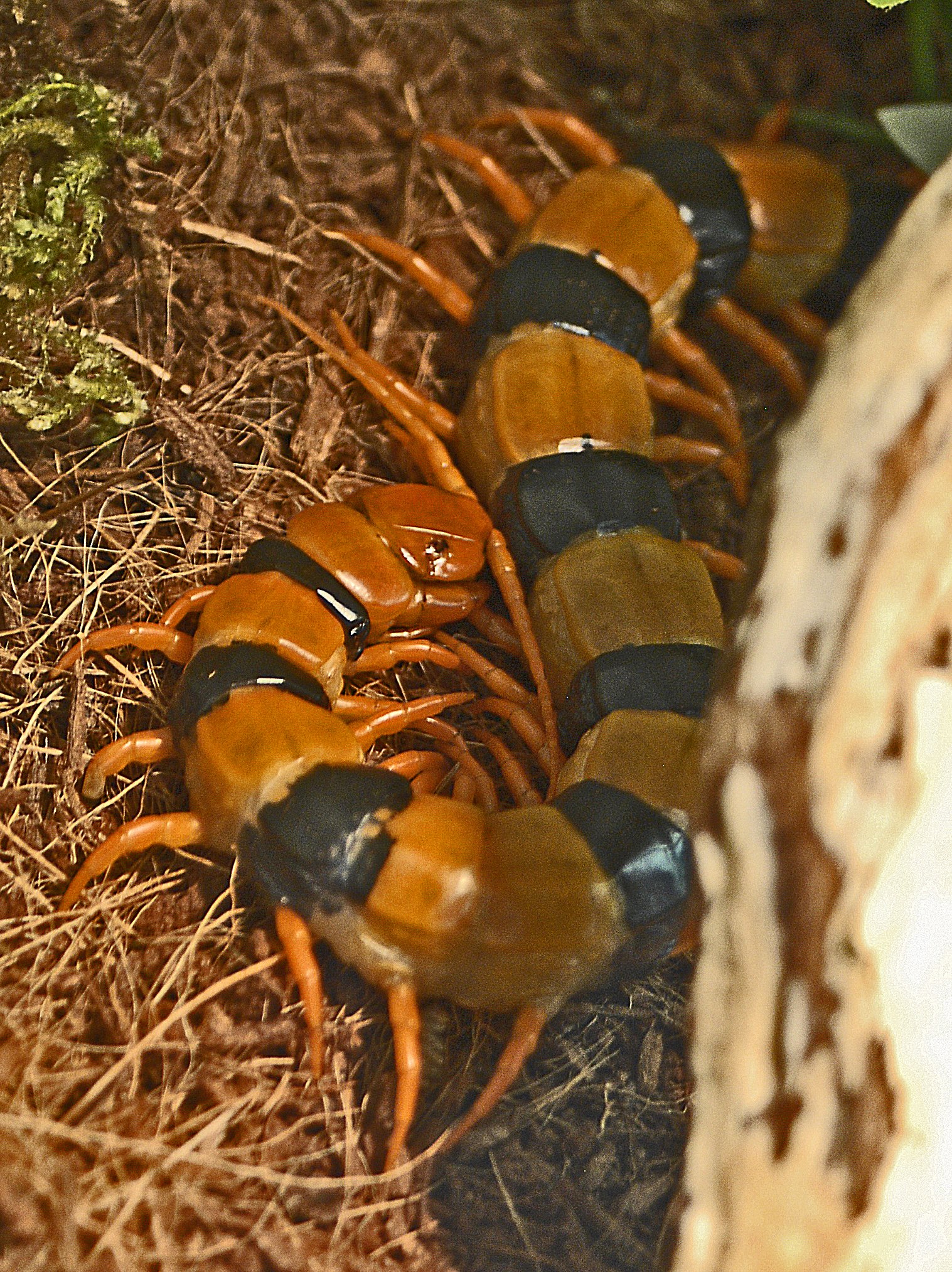 Indian Tiger Centipede (Scolopendra hardwickei)