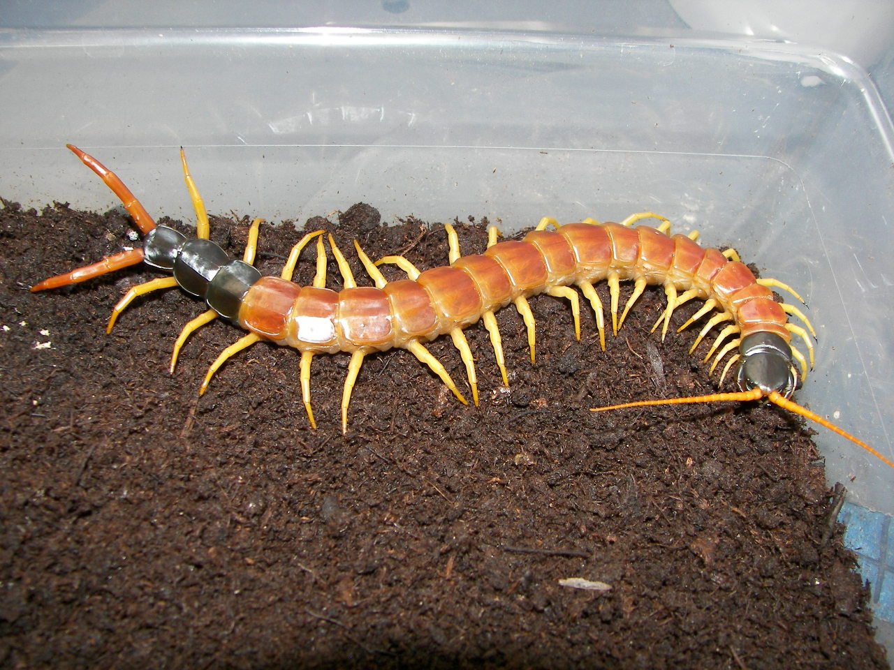Texas Redhead (Scolopendra heros)