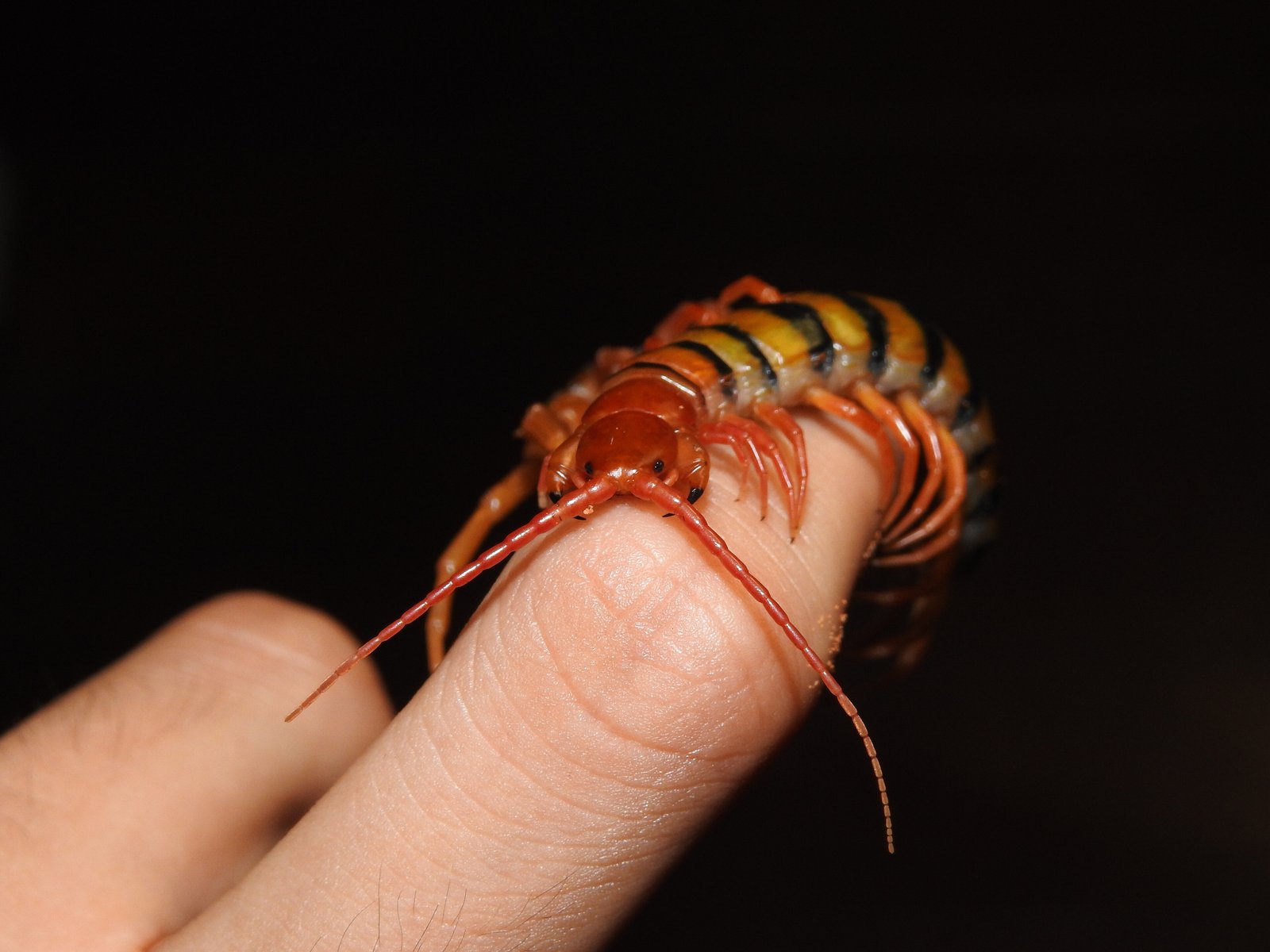 Tanzanian Red-headed Centipede (Scolopendra morsitans)