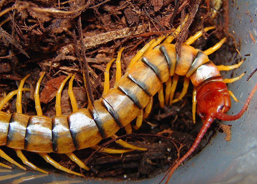 Sonoran Tiger (Scolopendra polymorpha)