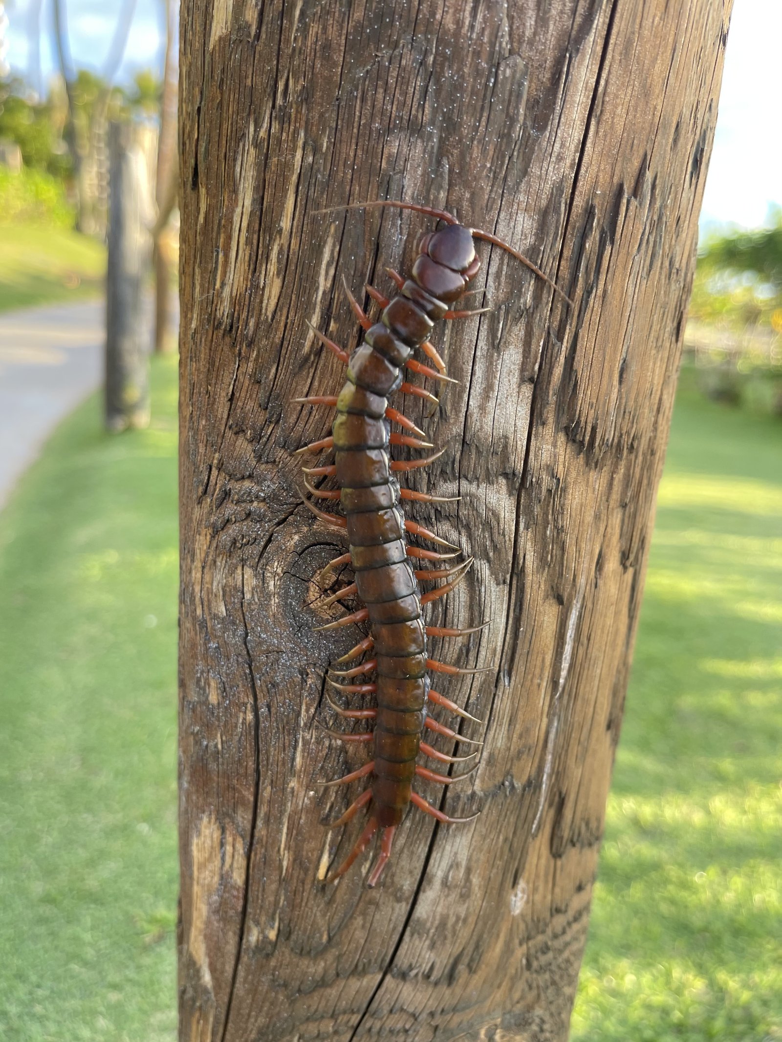 Chinese Red-Headed Centipede (Scolopendra subspinipes)
