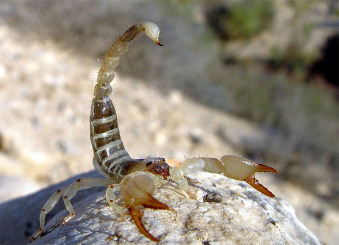 Large-clawed Scorpion (Scorpio maurus)