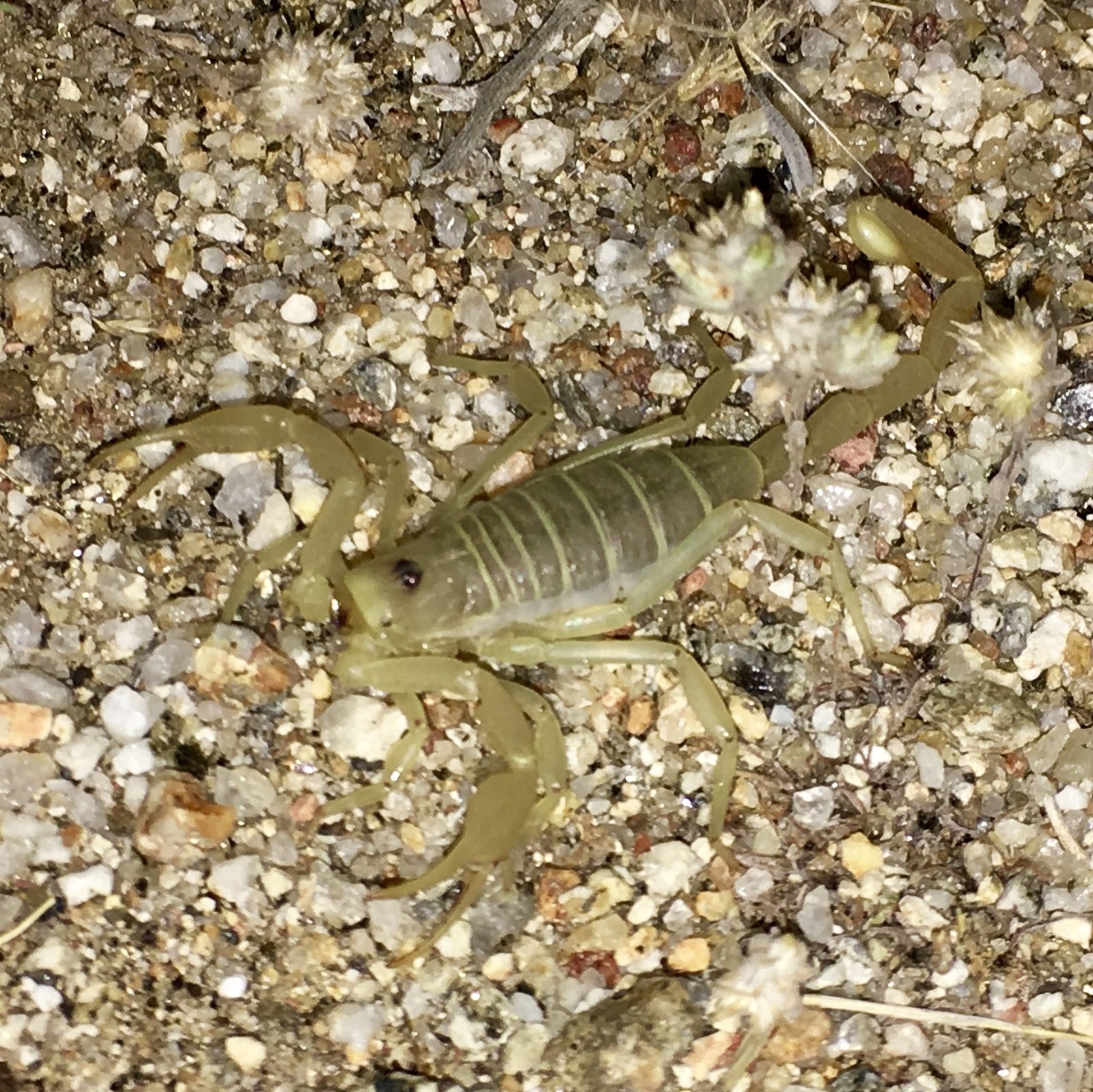 Dune Scorpion (Smeringurus mesaensis)