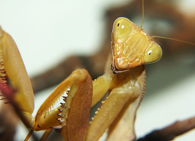 Giant African Mantis (Sphodromantis lineola)