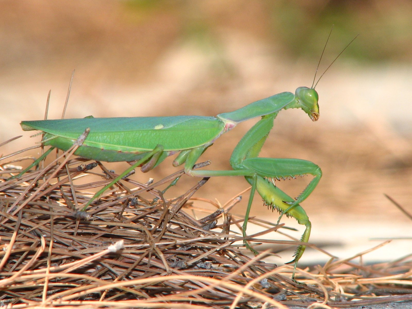 Giant African Mantis (Sphodromantis viridis)