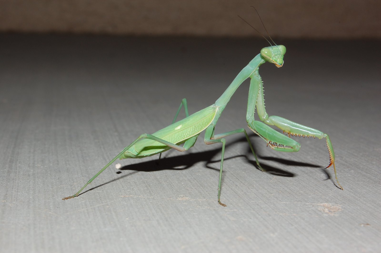 Bordered Mantis (Stagmomantis limbata)