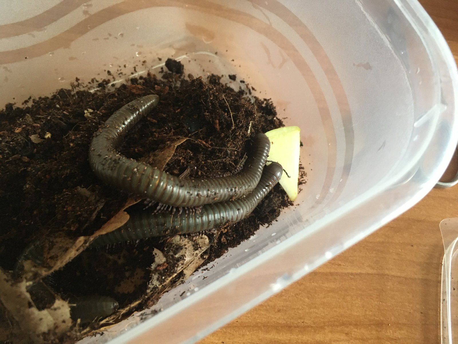 Giant African Olive Millipede (Telodeinopus aoutii)