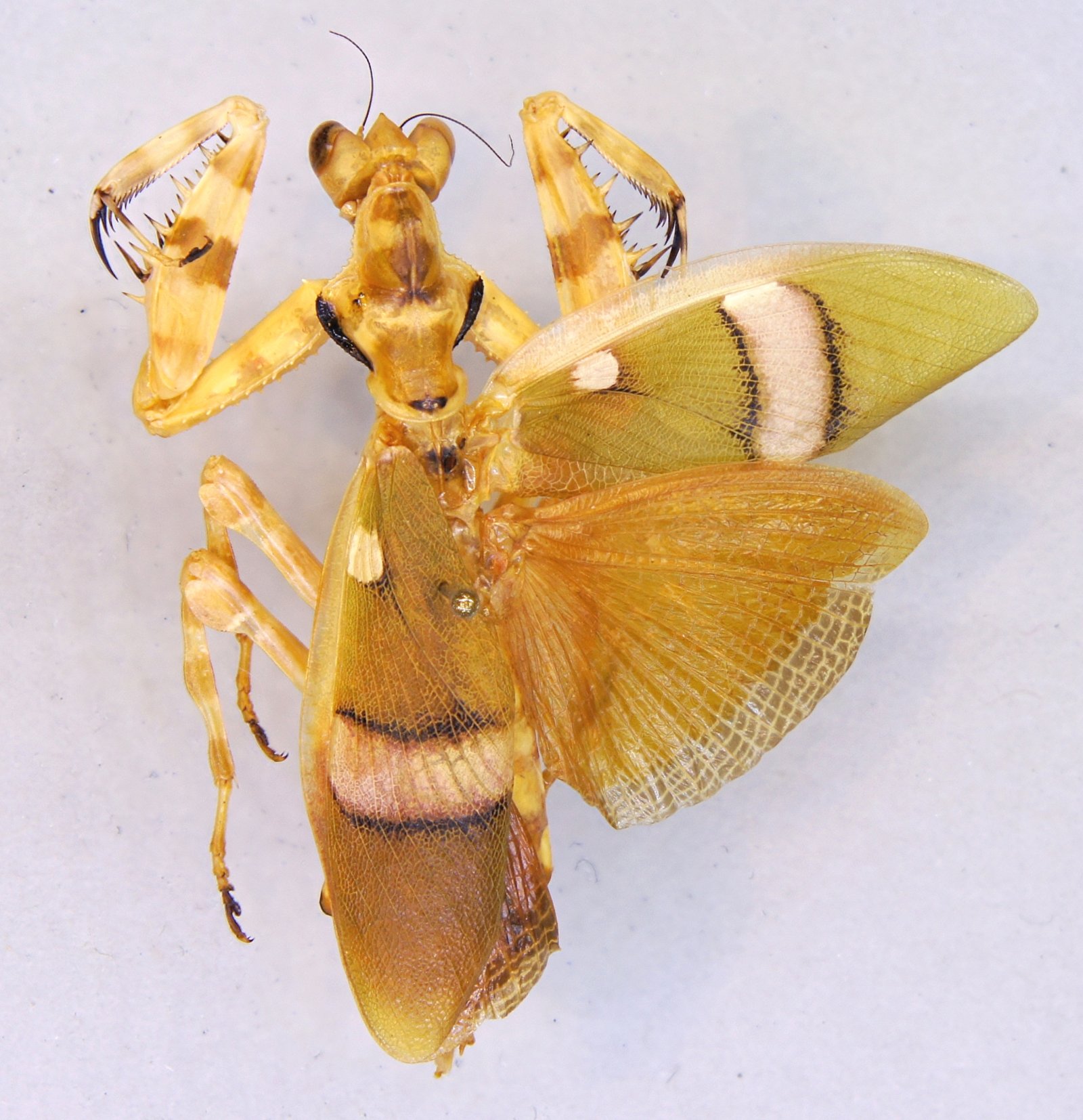 Banded Flower Mantis (Theopropus elegans)