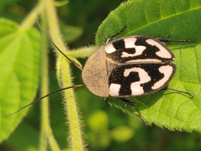 Question Mark Roach (Therea olegrandjeani)