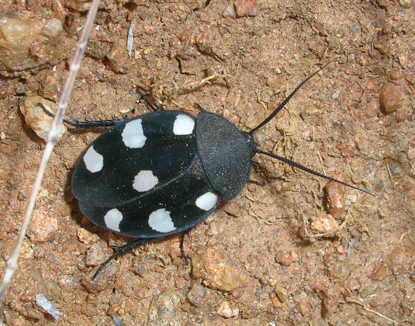 Domino Roach (Therea petiveriana)