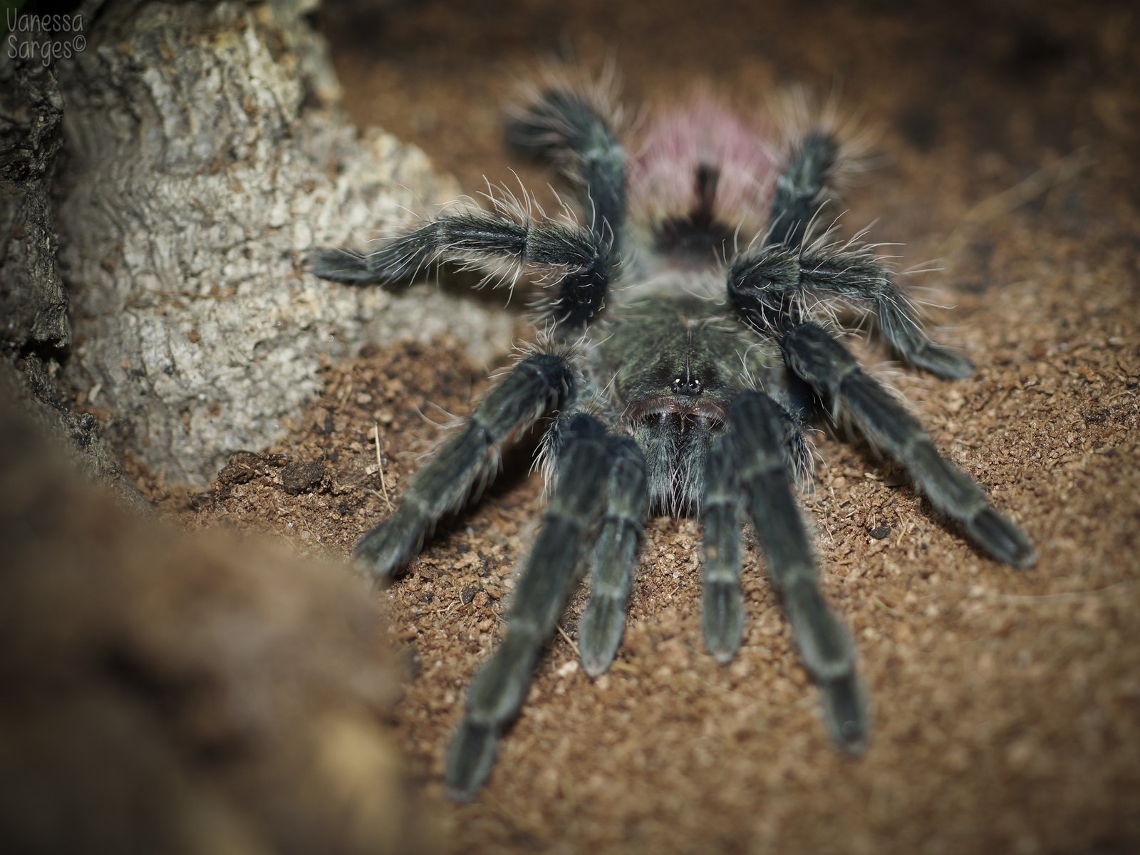 Peruvian Flame Rump (Thrixopelma ockerti)