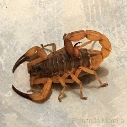 Brazilian Yellow Scorpion (Tityus serrulatus)