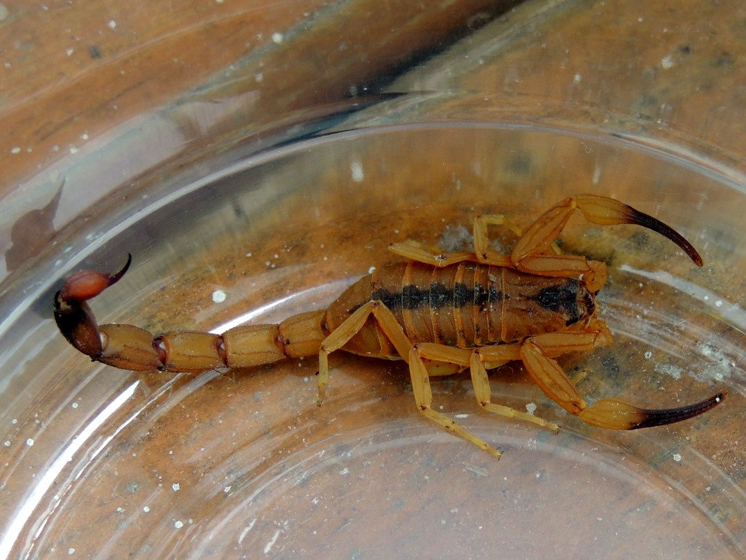 Brazilian Yellow Tityus (Tityus stigmurus)