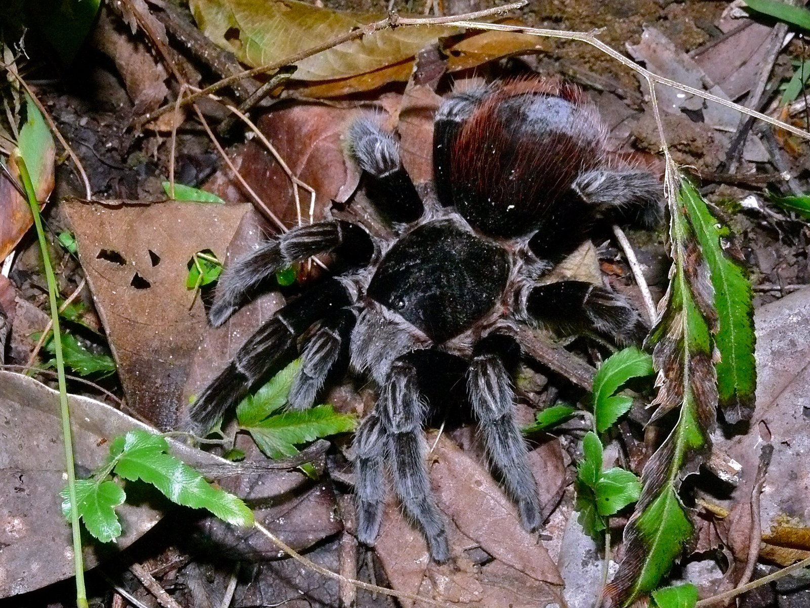 Tliltocatl vagans