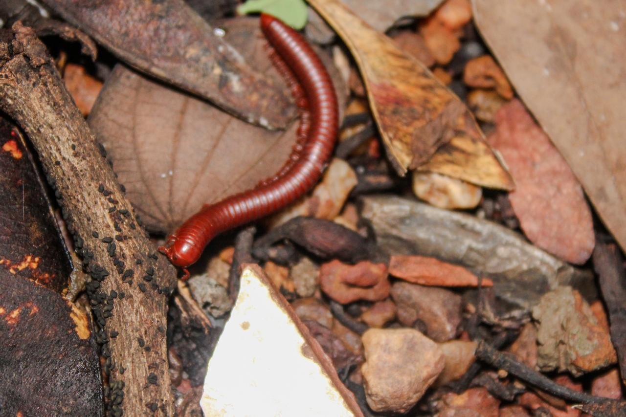 Rusty Millipede (Trigoniulus corallinus)