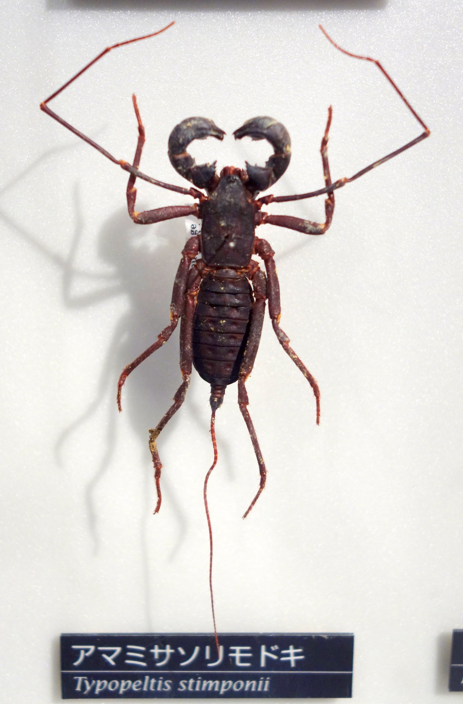 Stimpson's Vinegaroon (Typopeltis stimpsonii)