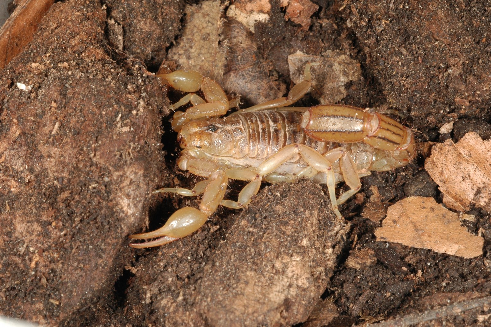 Stripe-Tailed Scorpion (Vaejovis spinigerus)