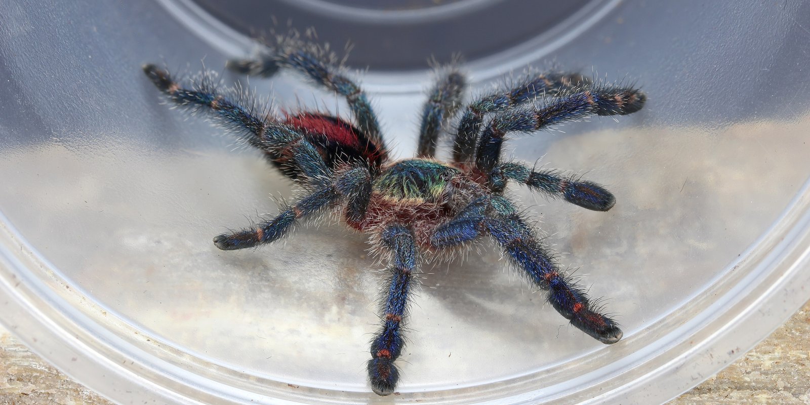 Ybyrapora diversipes