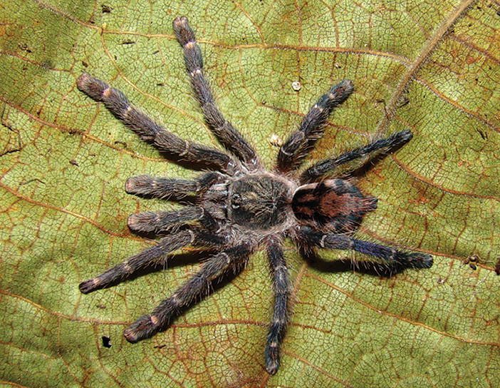Amazon Pinktoe (Ybyrapora gamba)
