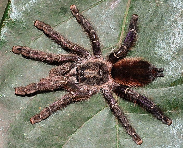 Amazon Purple Sapphire (Ybyrapora sooretama)